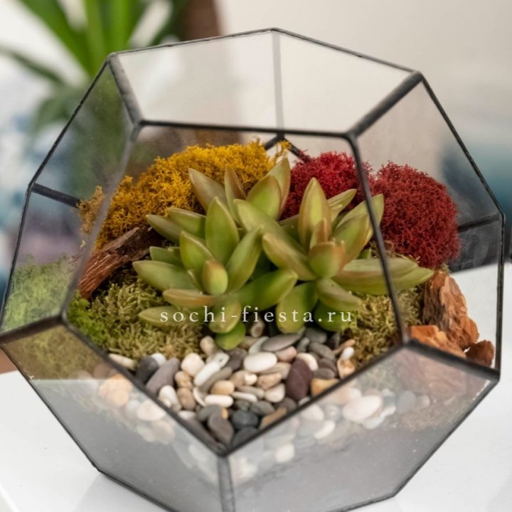 Флорариум “Додекаэдр” с суккулентом Седум в Нижнекамске