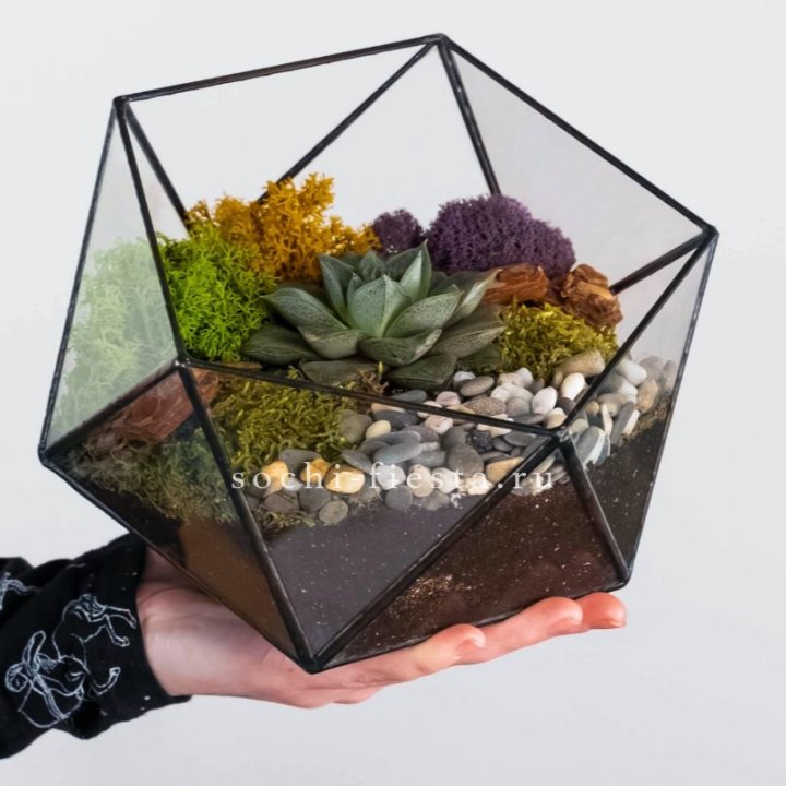 Флорариум “Икосаэдр” с суккулентом Каменная Роза в Нижнекамске