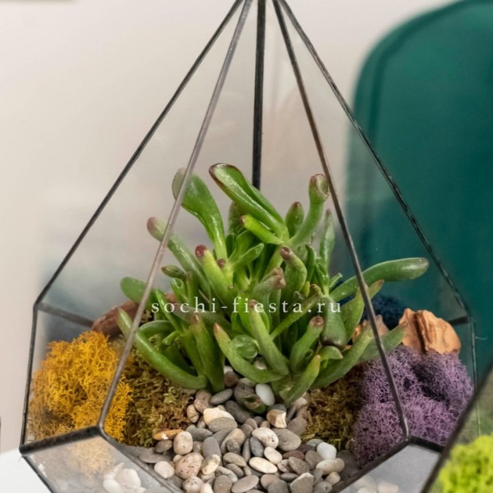 Флорариум “Капля” с суккулентом Крассула Хоббит в Нижнекамске