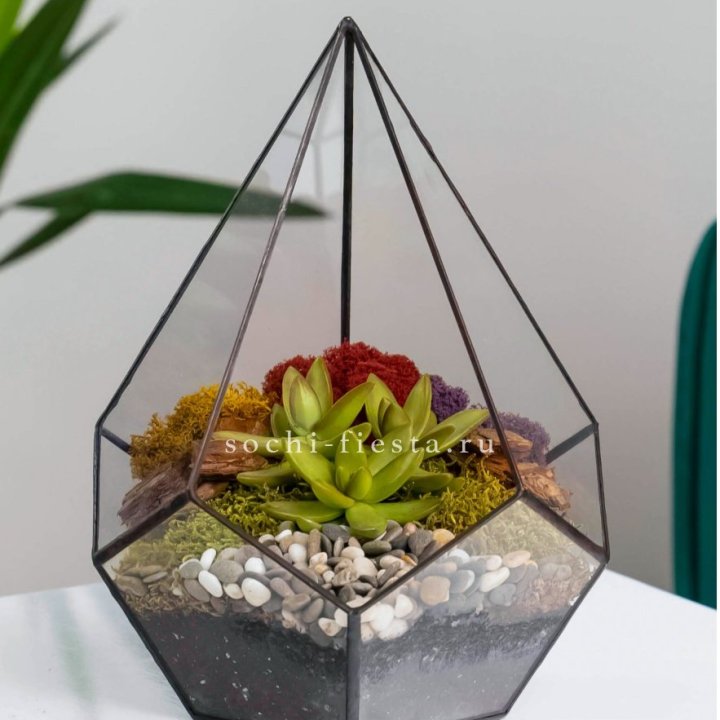 Флорариум Капля с суккулентом в Нижнекамске