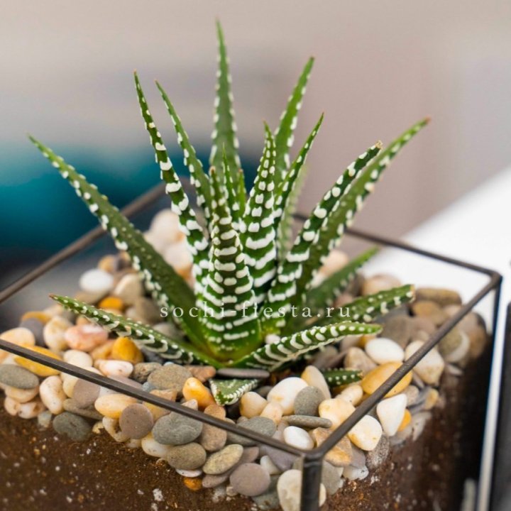 Флорариум Кубик с суккулентом Хавортия в Нижнекамске