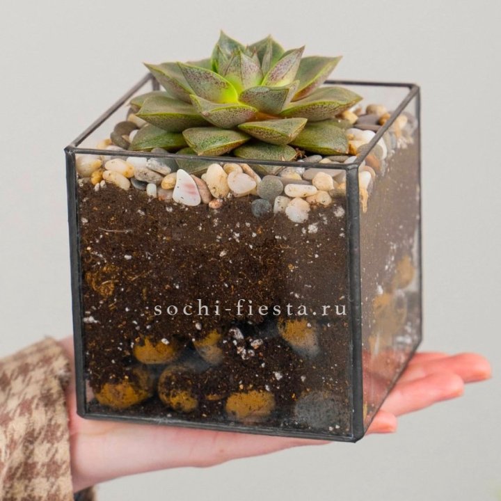 Флорариум Кубик с суккулентом Каменная роза в Нижнекамске