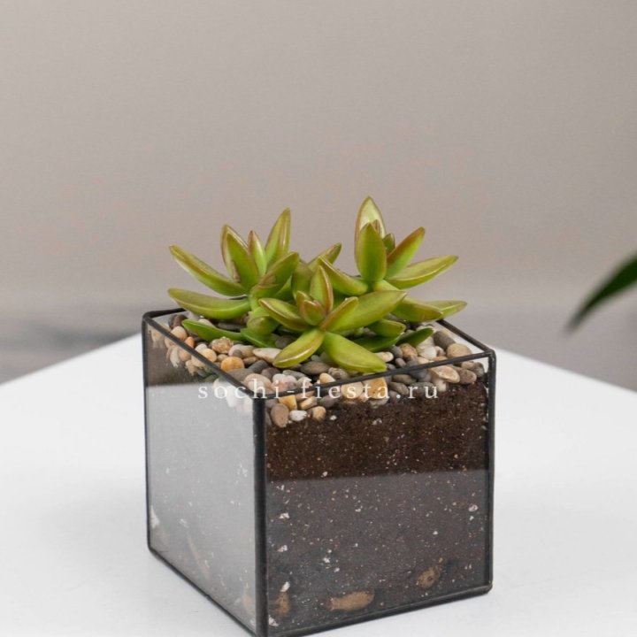 Флорариум Кубик с суккулентом Седум в Нижнекамске