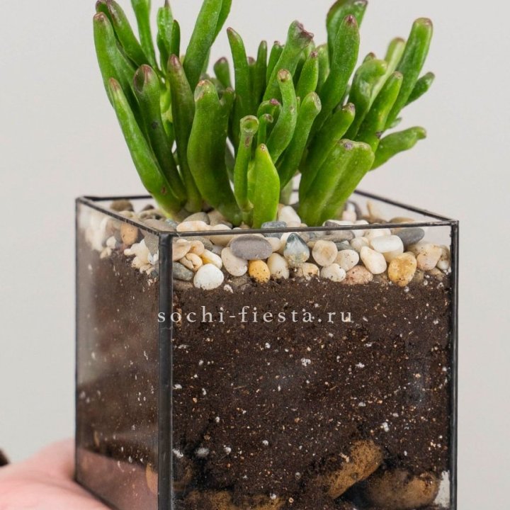 Флорариум Кубик с суккулентом Хоббит в Нижнекамске