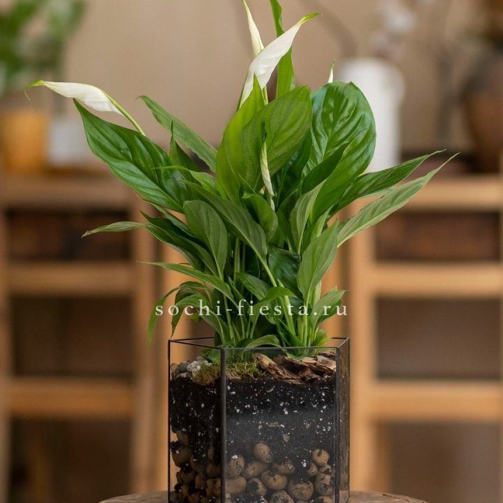 Спатифиллум в кашпо Пятиугольник в Нижнекамске