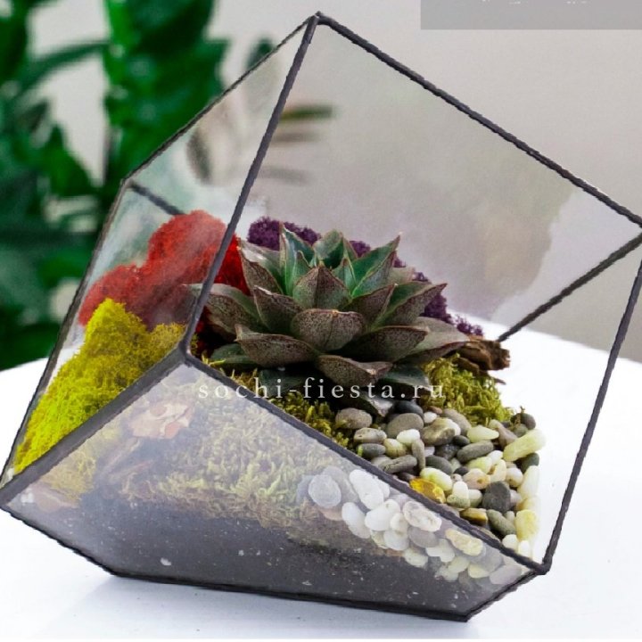 Флорариум Куб усеченный с суккулентом Каменная роза в Нижнекамске