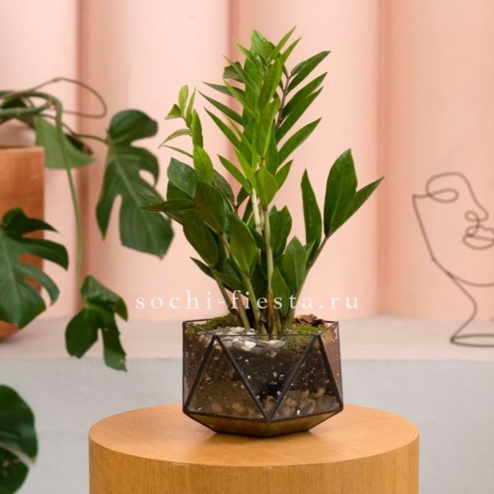 Замиокулькас в кашпо Икосаедр в Нижнекамске