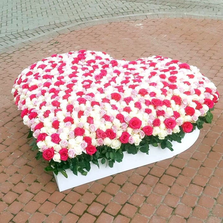 555 роза  в Нижнекамске