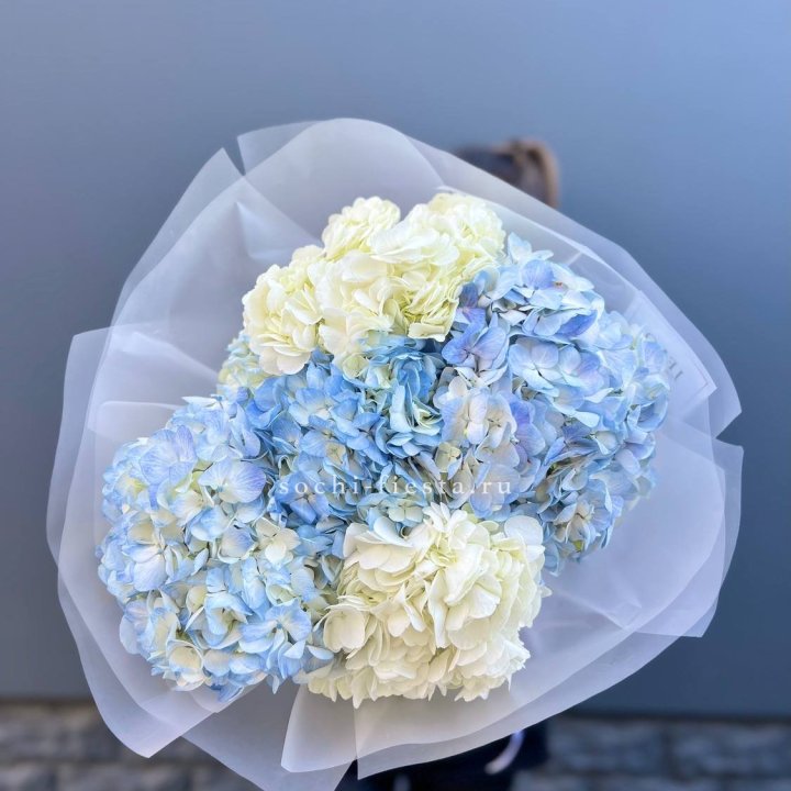 5 бело-голубых гортензий в Нижнекамске