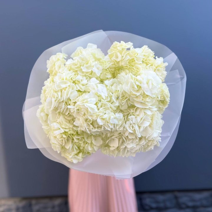 7 белых гортензий в Нижнекамске