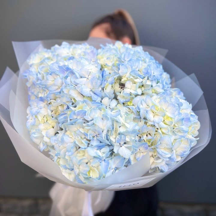 5 голубых гортензий в Нижнекамске