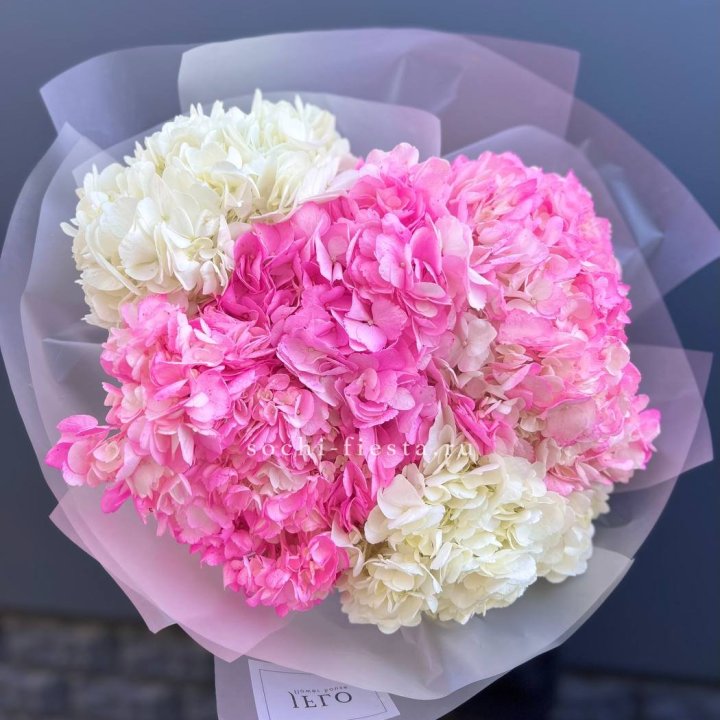 5 бело-розовых гортензий в Нижнекамске