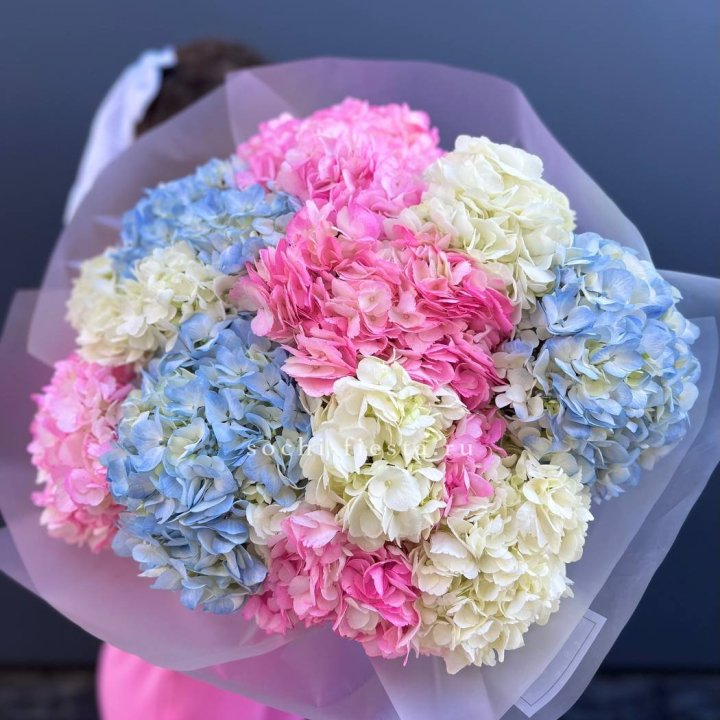 11 гортензий микс в Нижнекамске