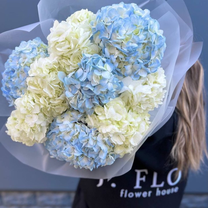 9 бело-голубых гортензий в Нижнекамске