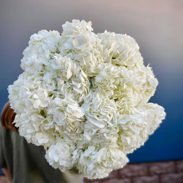 Охапка белой гортензии в Нижнекамске