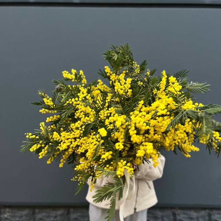 Охопка мимозы в Нижнекамске