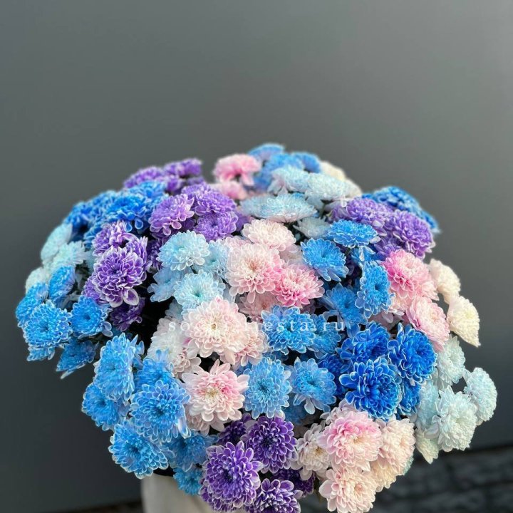 25 цветных хризантем в Нижнекамске