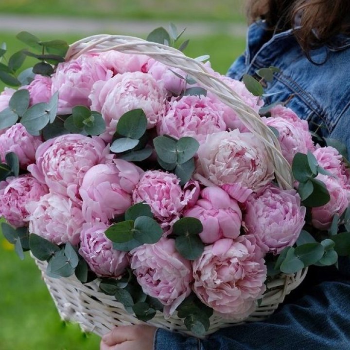 51 пион в корзине в Нижнекамске