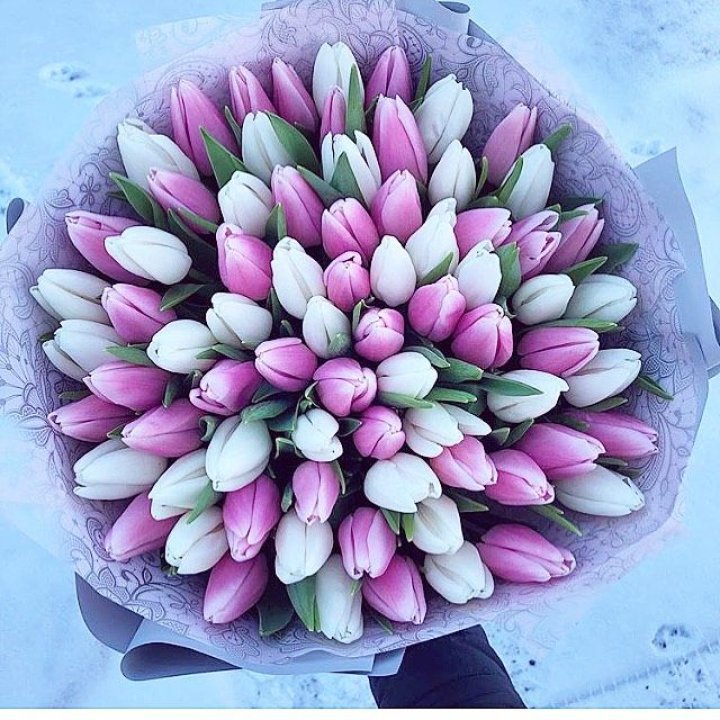 101 тюльпан "Лолипоп" в Нижнекамске